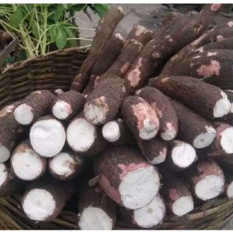 

Ubi kayu/singkong asli renyah empuk enak banget