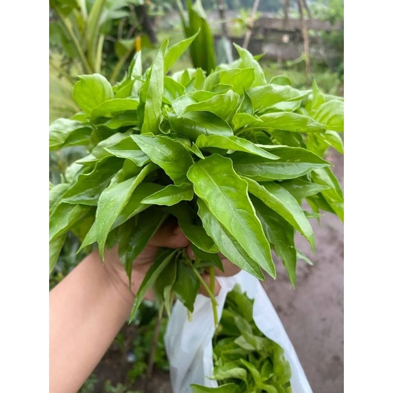 

satu ikat daun kemangi segar