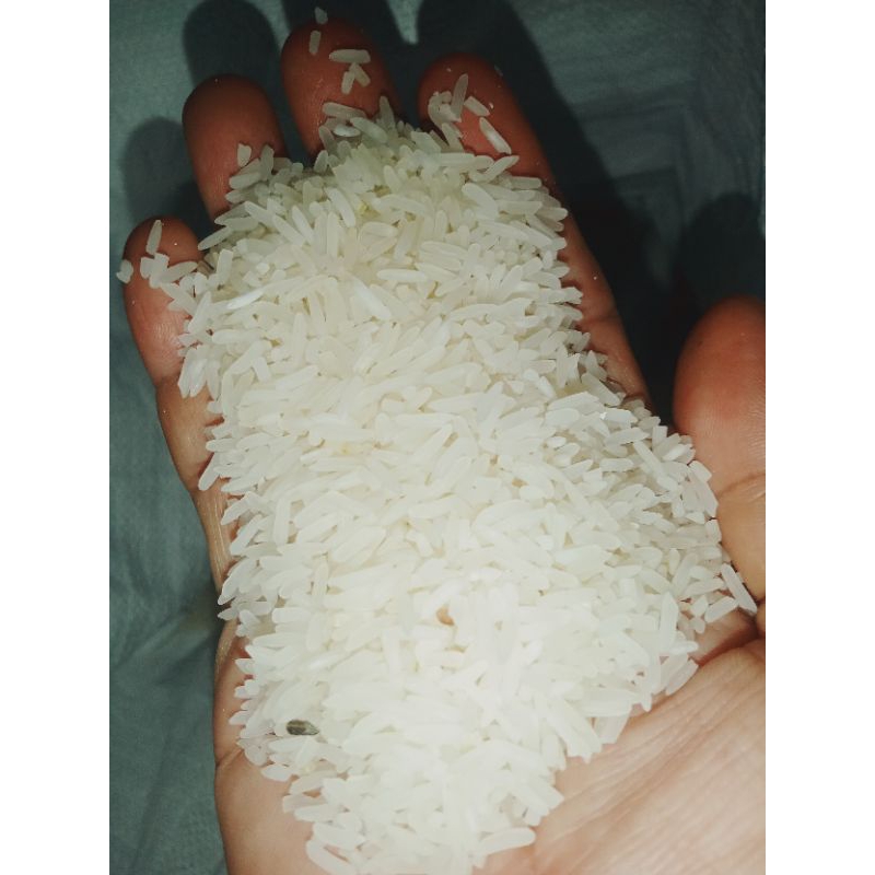 

beras siam jombun atau beras siam pulut asli kaliimantan selatan 20rb perkilo