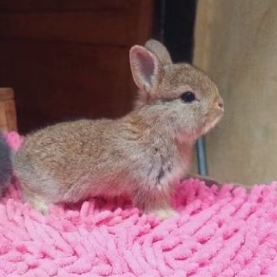 KELINCI MINI ND COKLAT CESNAT