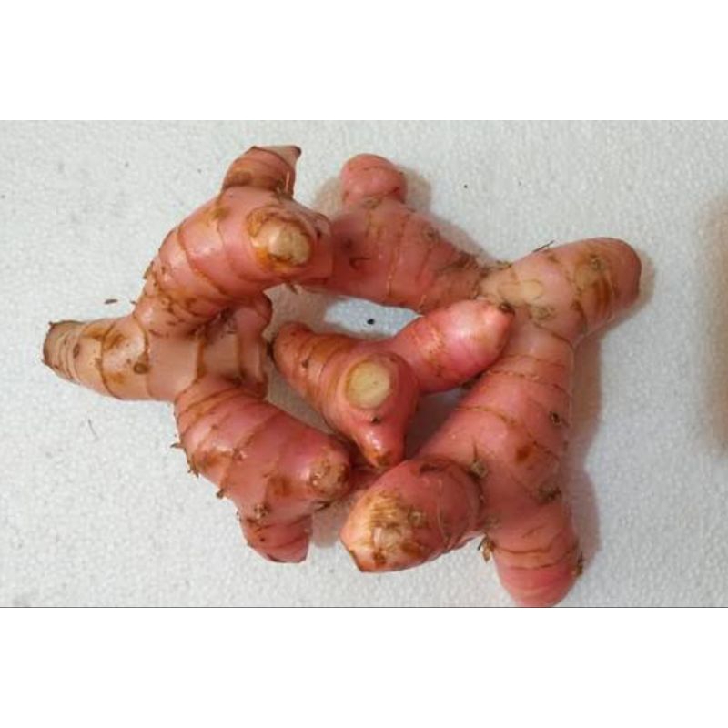 

Lengkuas / Laos Segar 1 pack KIRIM INSTAN