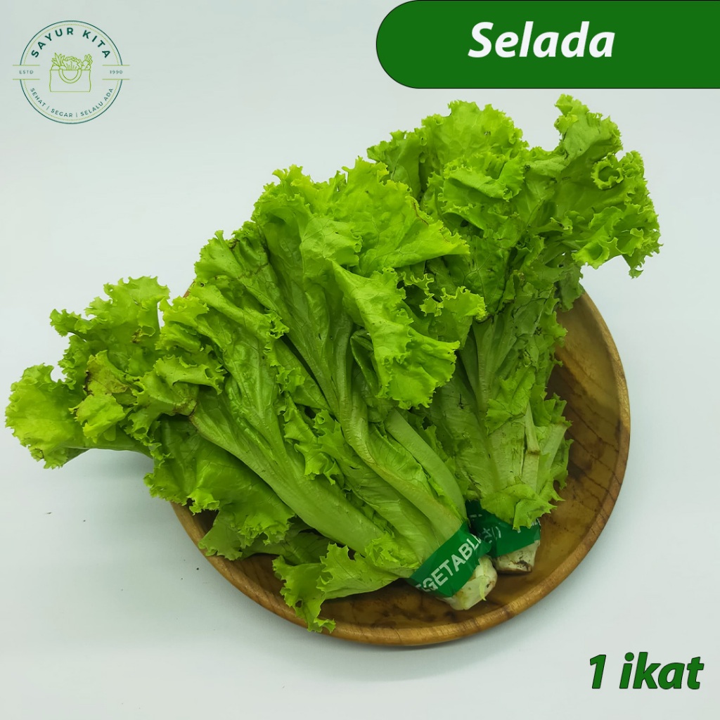 

Selada Hijau Segar 1 ikat | Sayurkita_id