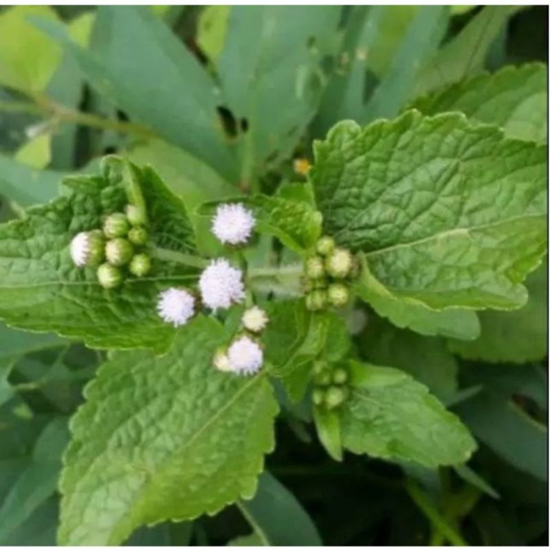 

daun babadotan segar 1 kg