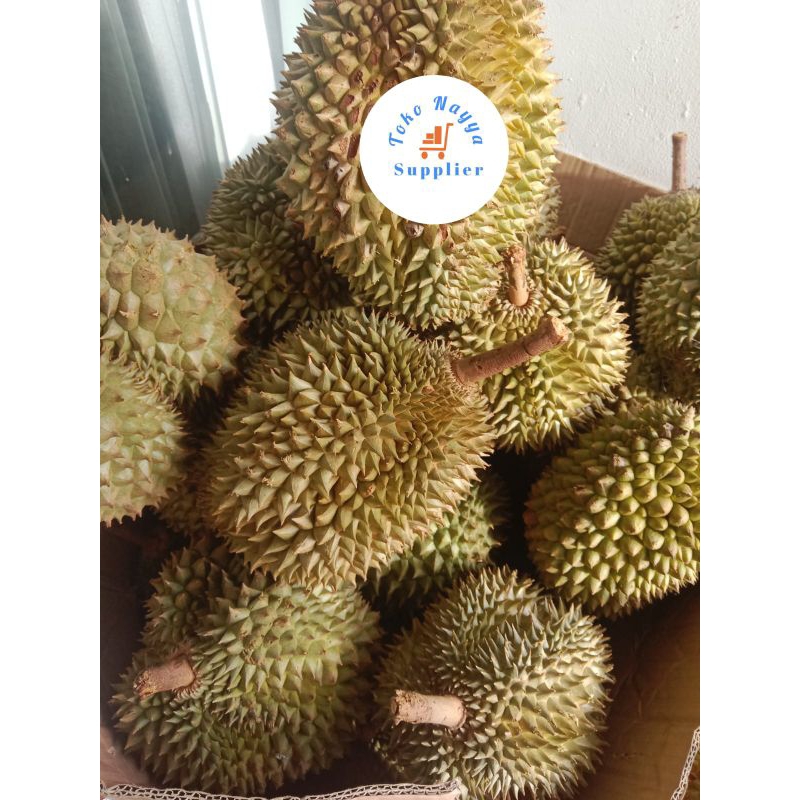 

Durian Lokal PARIAMAN Sumatera | Dijual Utuh Per Buah