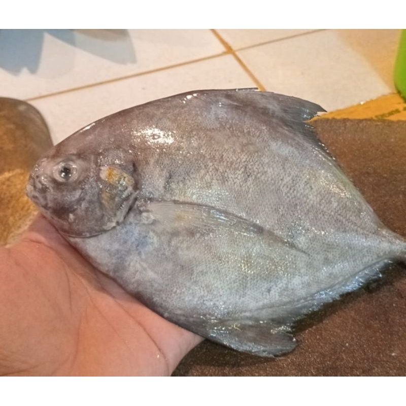 

ikan bawal laut segar 1.kg