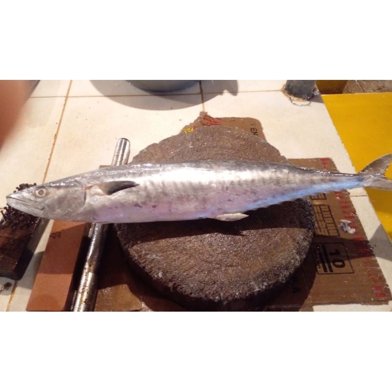 

ikan tenggiri segar 1.kg