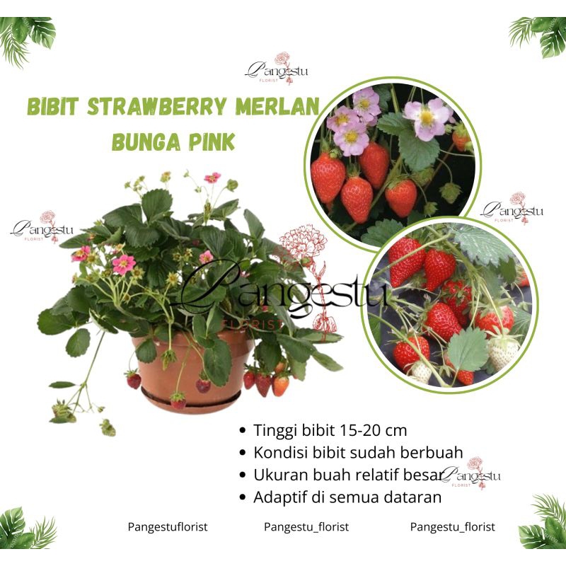 

Bibit Tanaman Strawberry Merlan