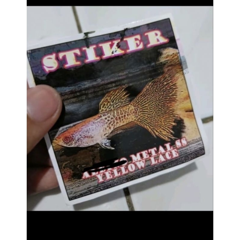 TK gambar Guppy yellow lace (Jan tan)