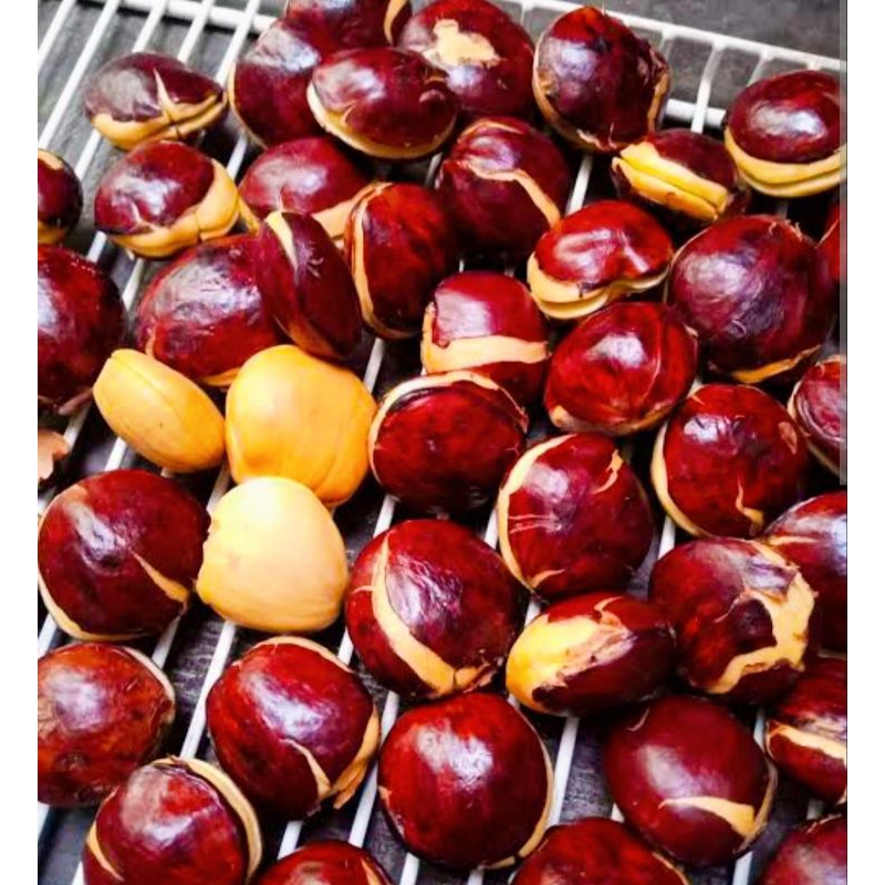 

Jengkol kualitas super per 1 Kg