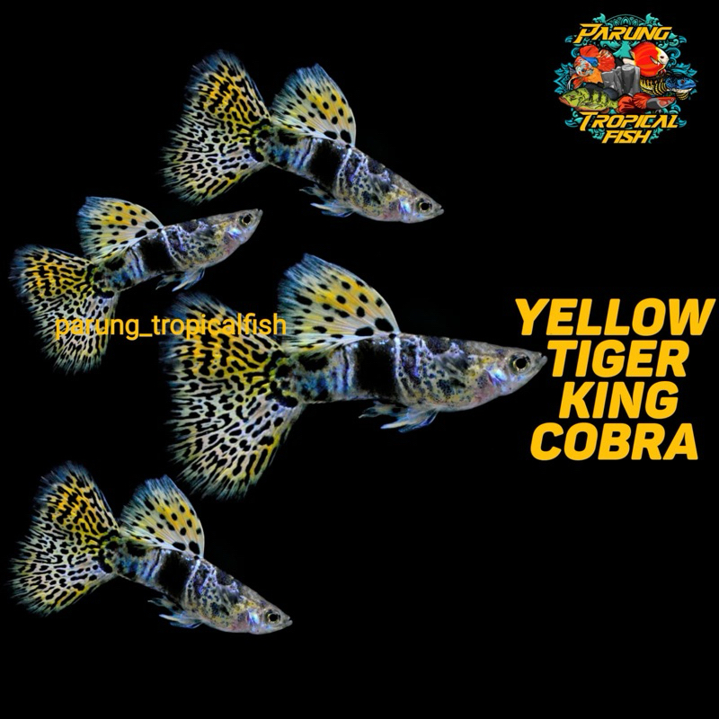 PembersihLantai YTKC YellowTigerKingCobra