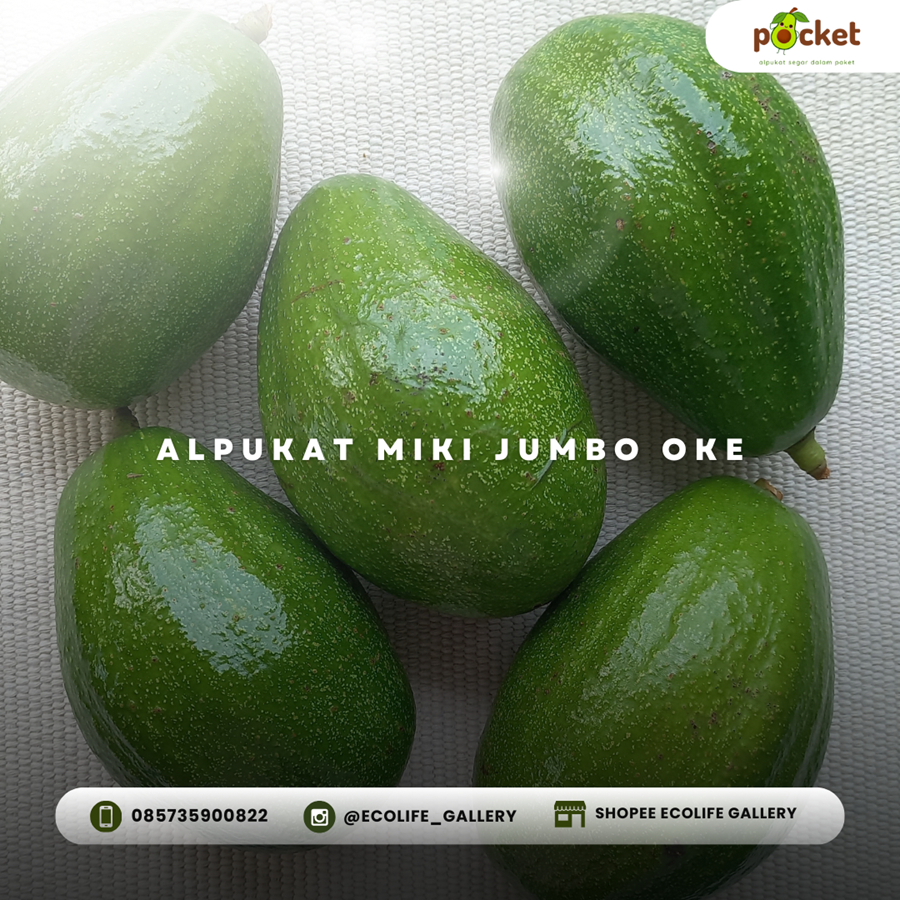 

Alpukat Miki Jumbo