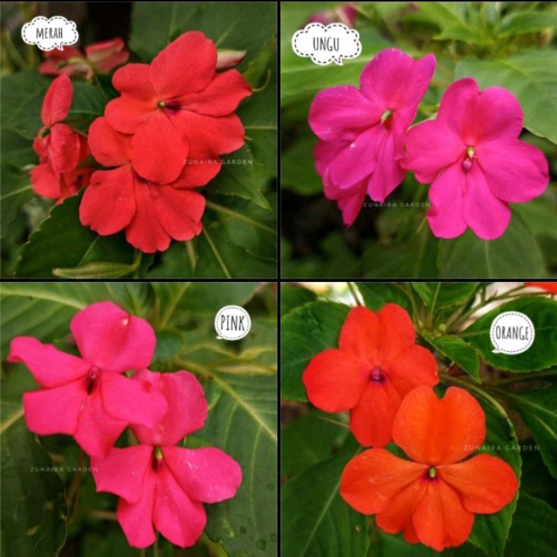Mix Benih Impatien Lokal 4 Warna, Pacar Air Jenis Rimbun Bunga Selapis