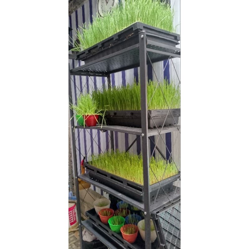 Rumput Gandum/Rumput kucing/WHEAT GRASS