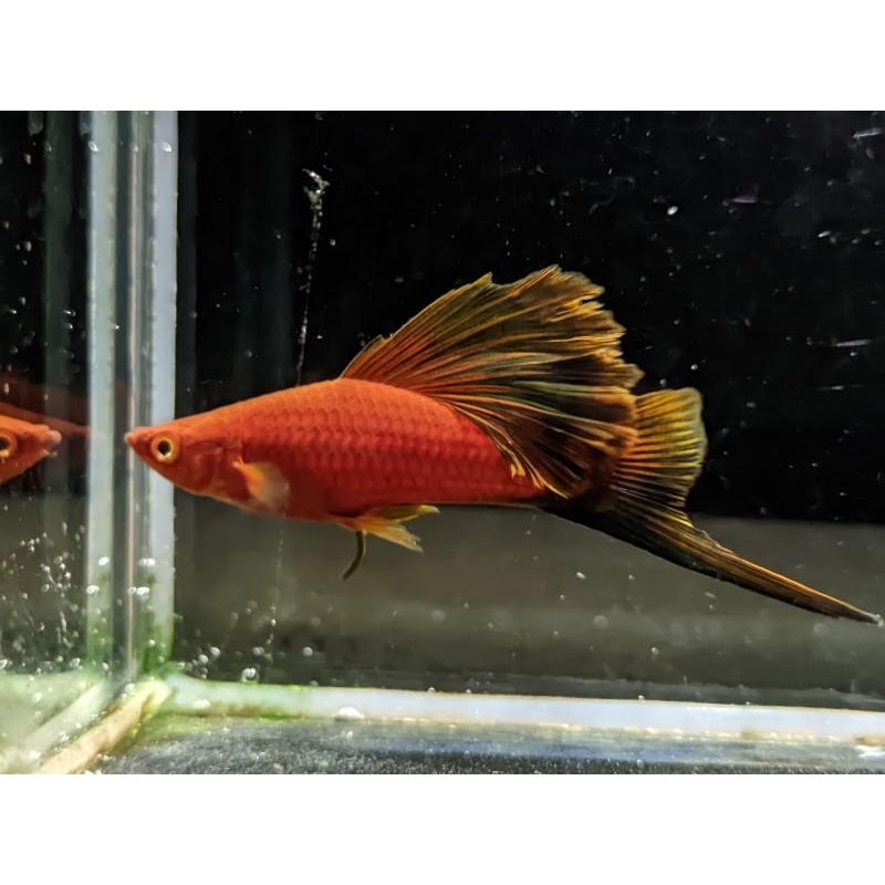 wagtail rossefine swordtail aksesoris aquarium