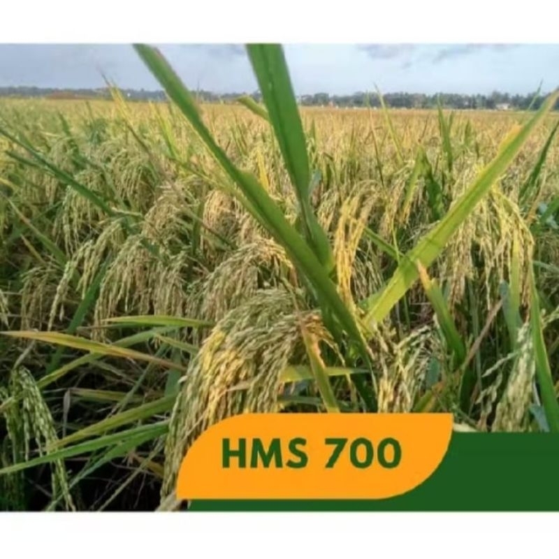 BENIH PADI HMS 700 KEMASAN 1KG