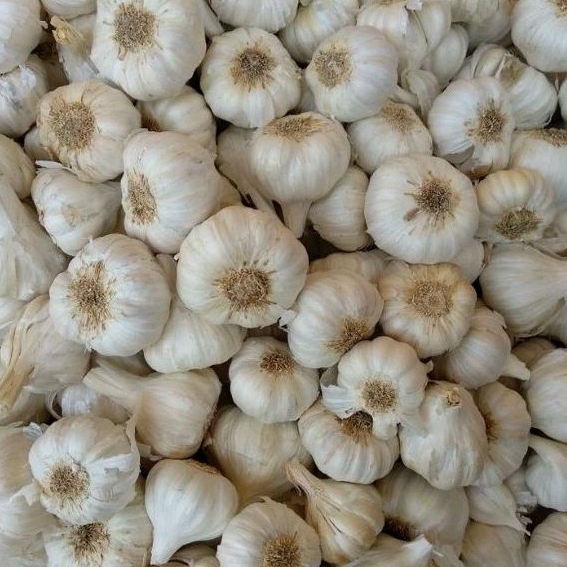 

Bawang Putih Berkualitas 1kg