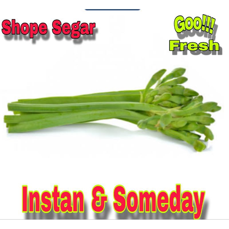 

Genjer Sayur Genjer Segar Baru Panen 1 ikat