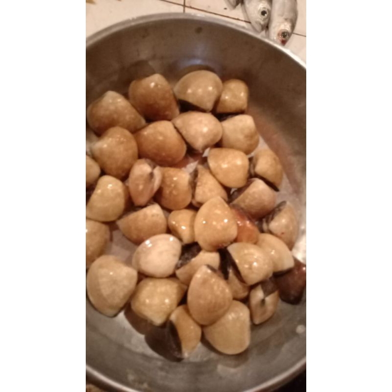 

kerang kepa segar