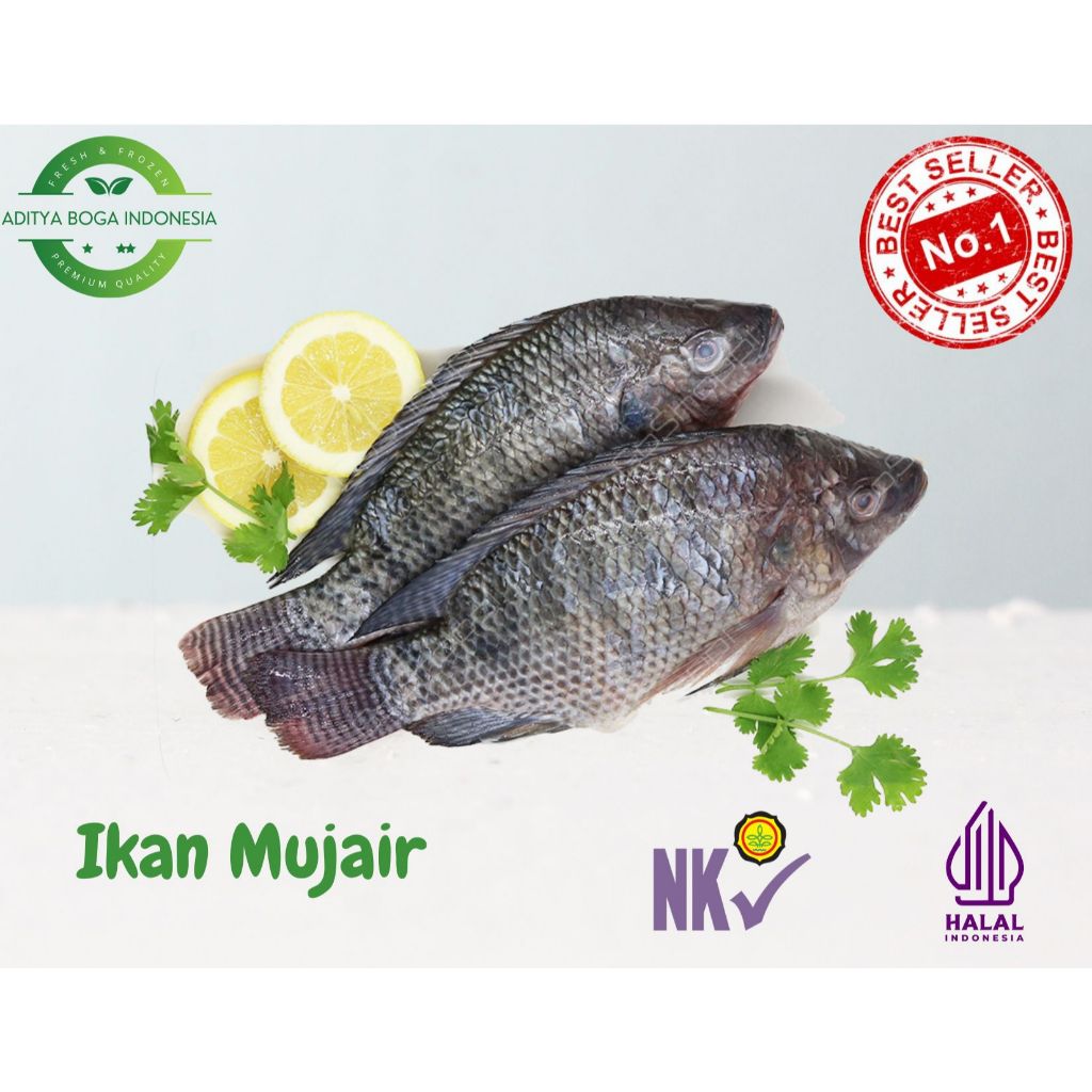 

Ikan Mujaer Fresh (Sudah keadaan bersih) berat ikan ditimbang hidup 950gr - 1kg