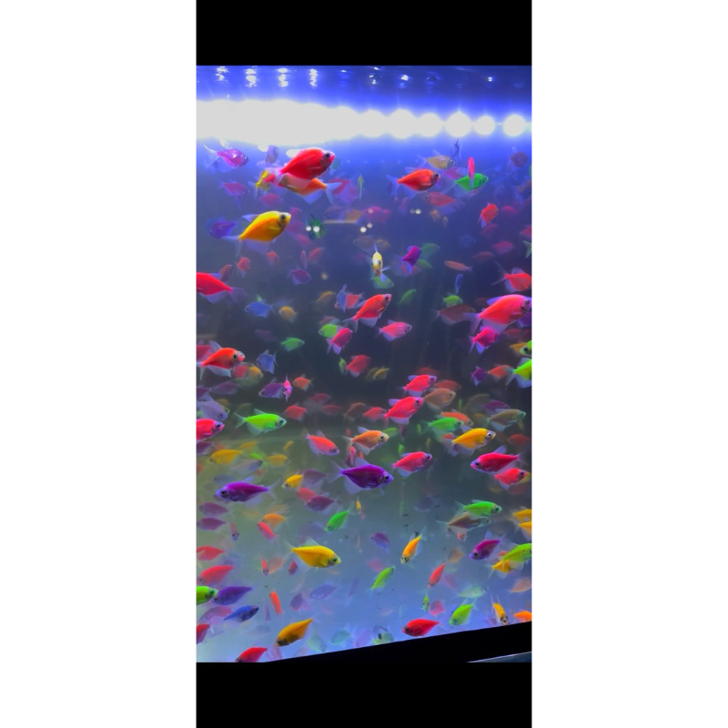 

PAKET 30 PCS GLOWFISH TETRA WARNA MIXX