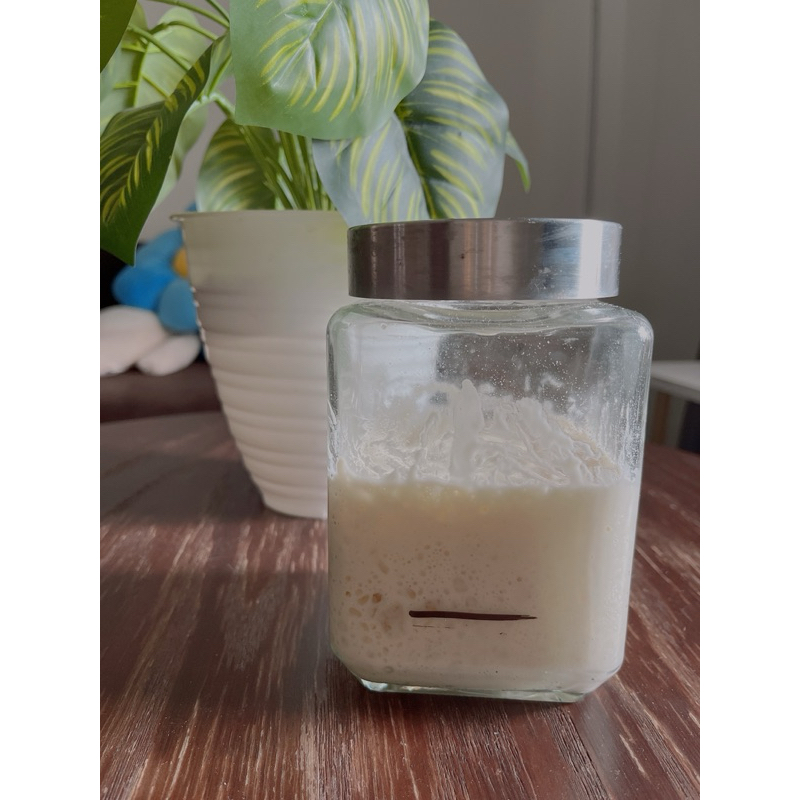 

RAGI ALAMI,STARTER SOURDOUGH AKTIF,NATURAL YEAST !