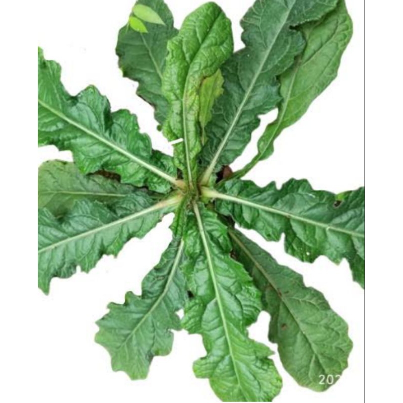 

daun tapak liman/akar tapak liman/
