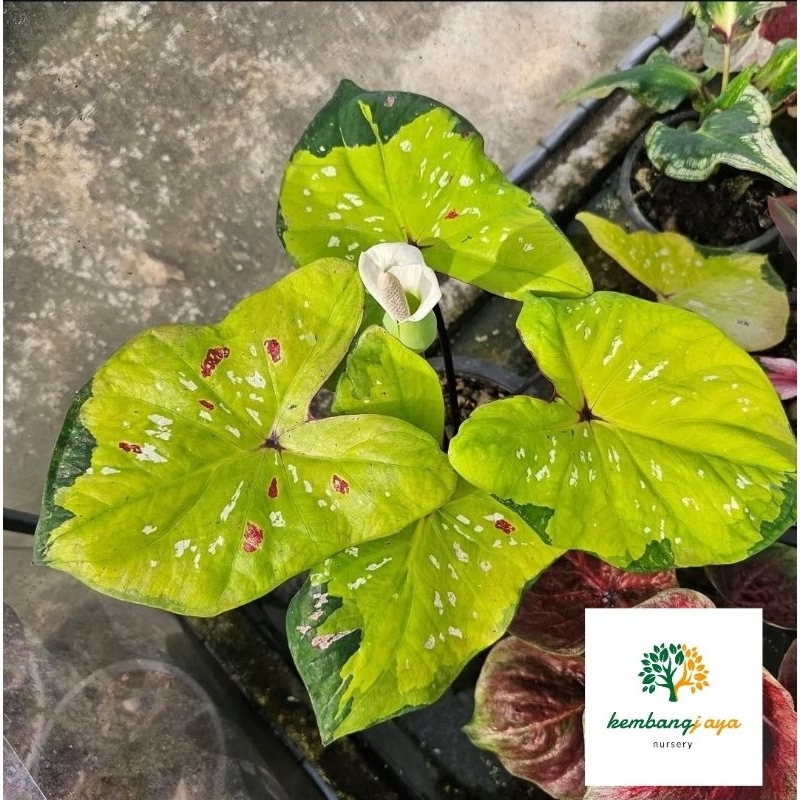 Caladium frambos - tanaman hias keladi frambos cantik