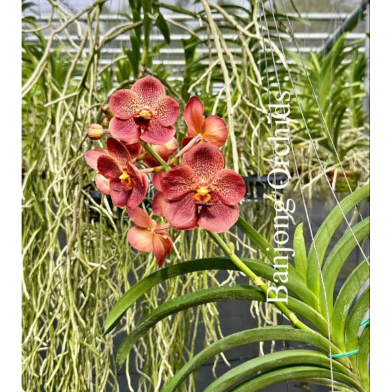 Vanda mokara jumbo