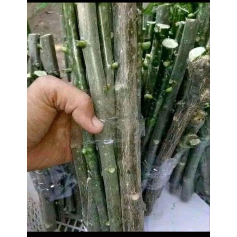 bibit stek pepaya jepang/VARIGATA perbatang