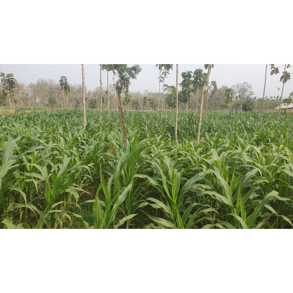 

Jagung Istimewa