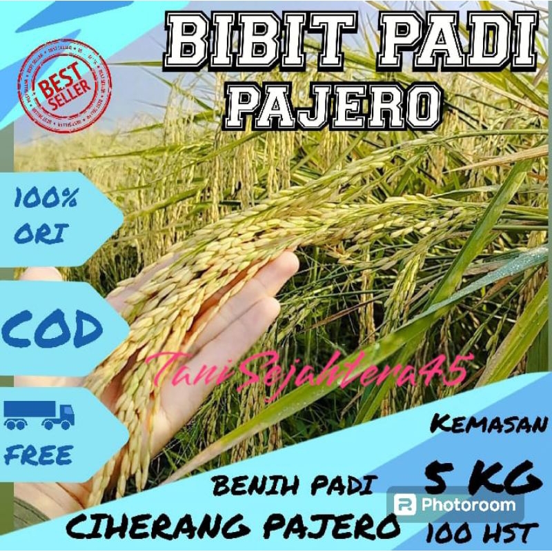 BENIH PADI CIHERANG PAJERO SUPER UNGGUL BERKUALITA