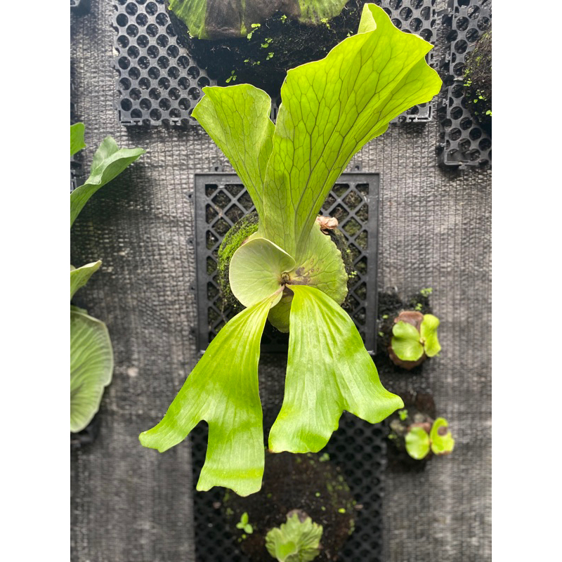 PLATYCERIUM NEPTUNE SIZE ANAKAN (Elephantotis x Stemaria)