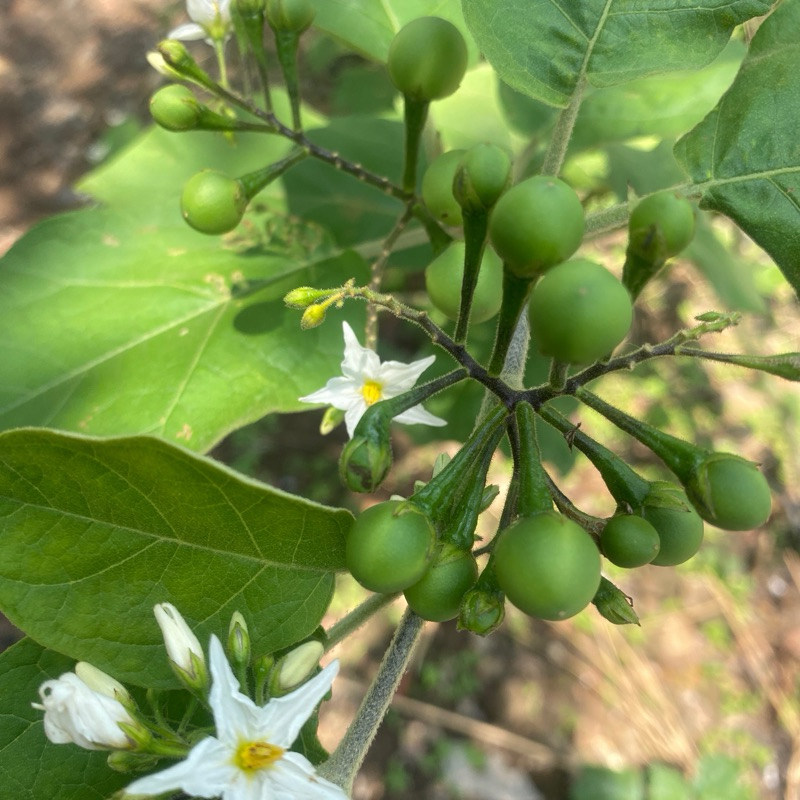 

cepokak pokah cokak buah rimbang 250g segar