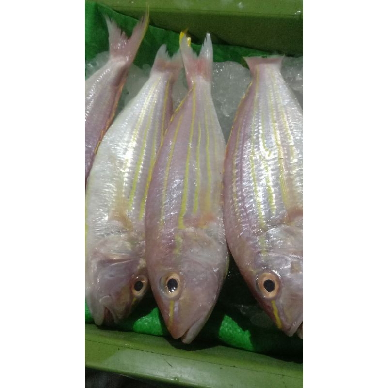 

Ikan Kuniran Segar 500g-1000g (BUKAN FROZEN)