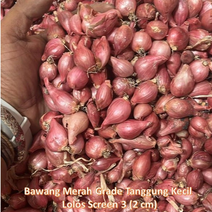 

Bawang Merah Brambang Nganjuk Kering Murah Tanggung Kecil (masih kupas able)