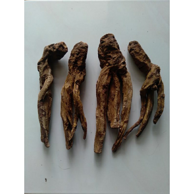 

Herbal Akar Klembak Kelembak 50 gram