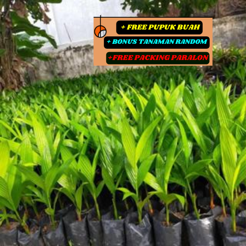 Bibit Pohon Pinang BETARA Kualitas Super Unggulan Asli