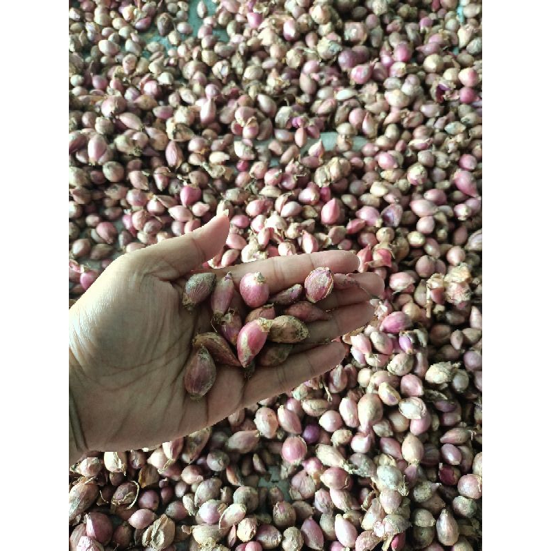 

bawang merah kecil kecil 1 kg tinggal blender