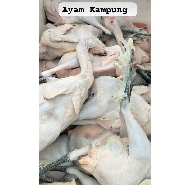 

AYAM KAMPUNG ASLI 1 Kg