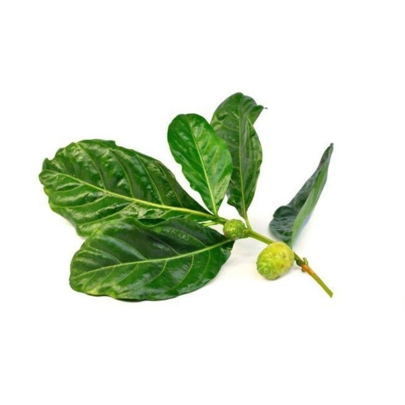 

DAUN MENGKUDU SEGAR/DAUN PACE/250 GRAM/DAUN OBAT HERBAL