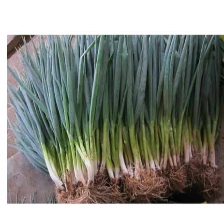 

Daun bawang