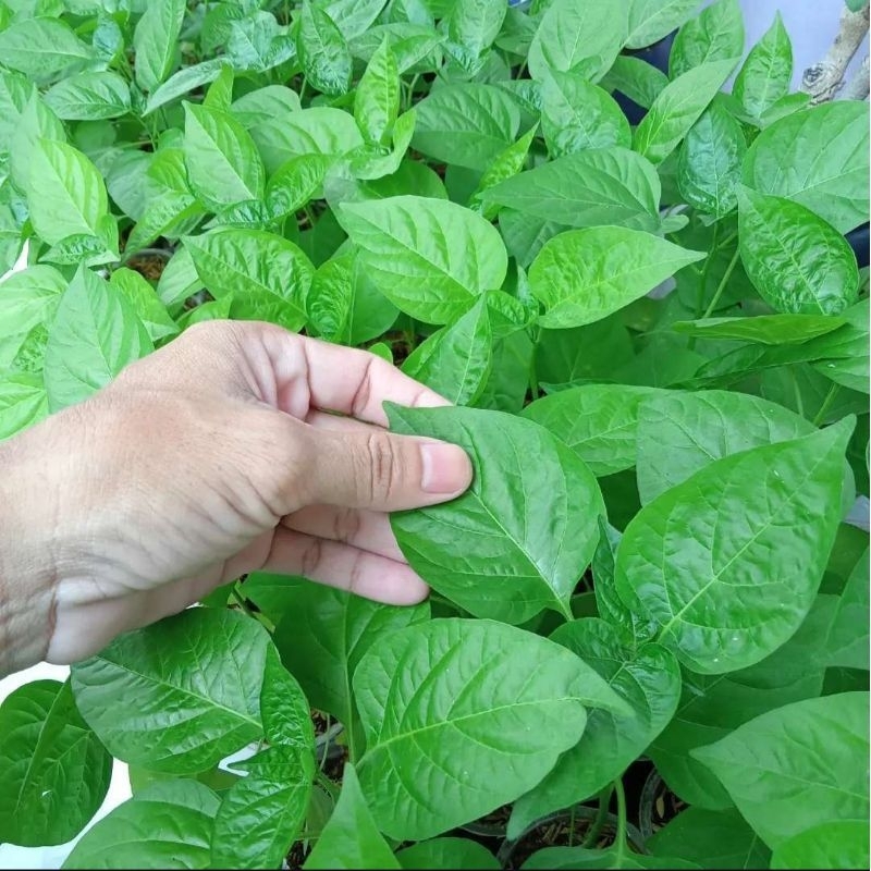 Bibit Cabe Rawit ori 212 Siap Tanam