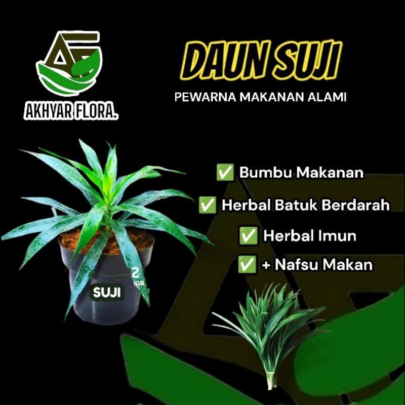 Bibit Daun Suji Tanaman Daun Suji (Pewarna Makanan Alami) Tanaman Herbal Daun Suji