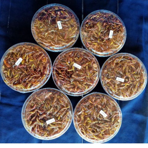 

paket hemat super murah belalang goreng cryspi 100rb 5 toples cemilan extrim halal belalang padi beras