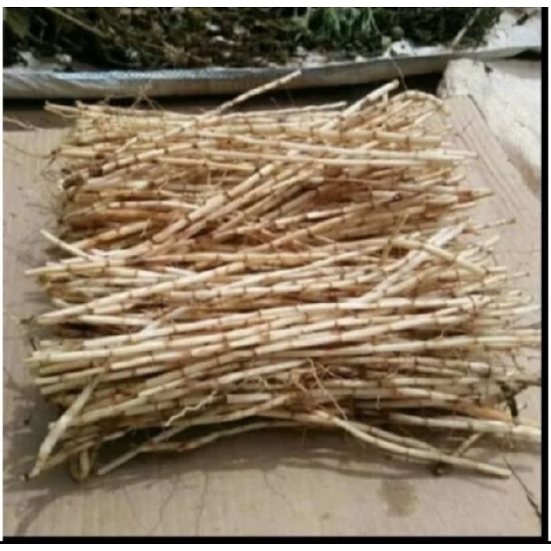 

AKAR ALANG ALANG KERING / OBAT SEGALA PENYAKIT 100gr