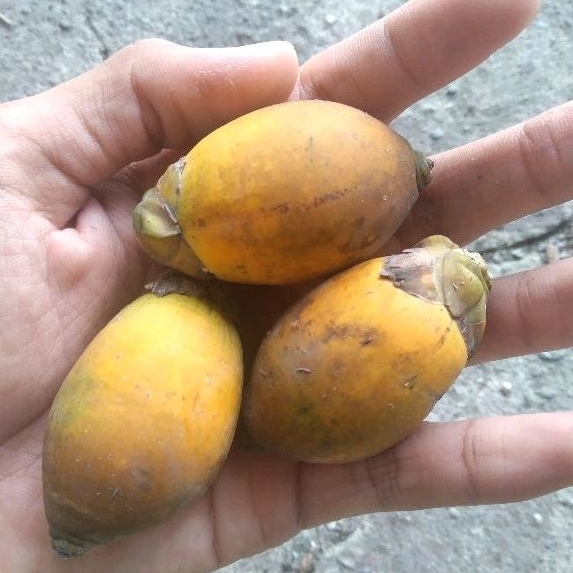 

Buah Pinang Tua Harga Per 1Kg