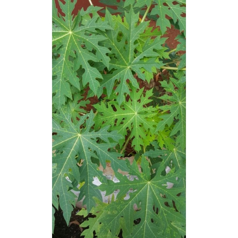 

Daun pepaya jawa