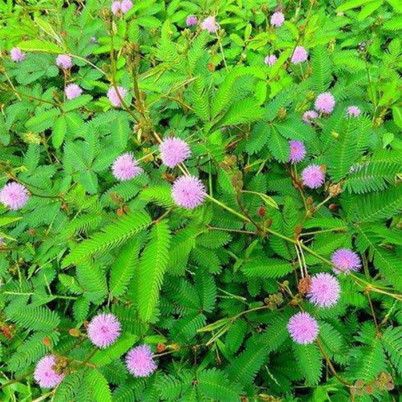 tanaman mimosa pudica /putri malu,tanaman herbal putri malau tanaman bonsai putri malu tanaman putri