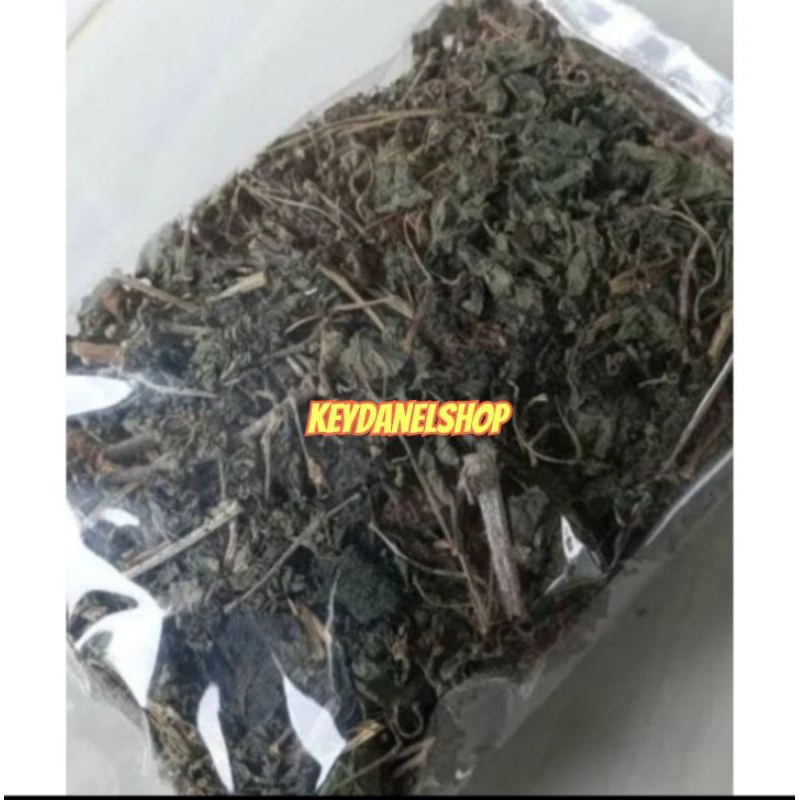 

Daun pecut kuda kering daun jarong kering