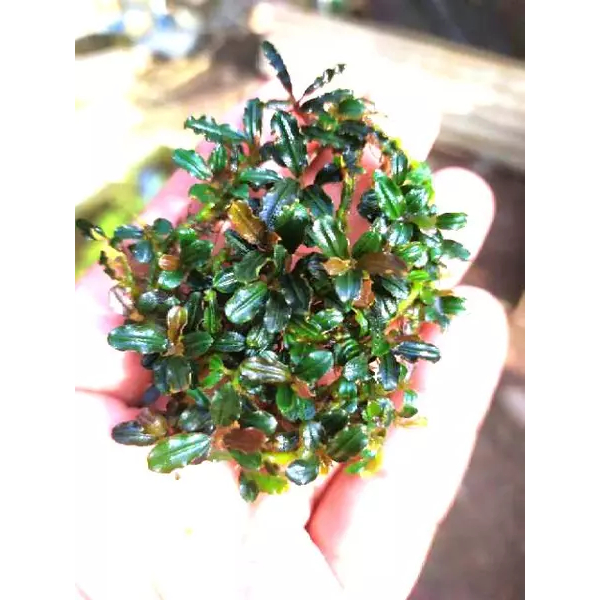 Bucephalandra mini boyan porsi clump kecil